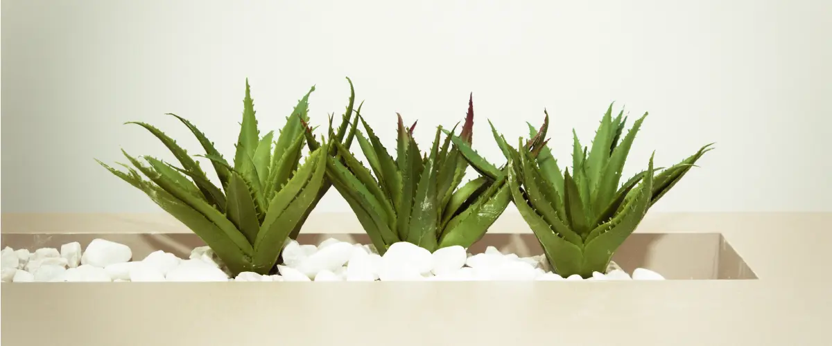Natur unique aloe attiva